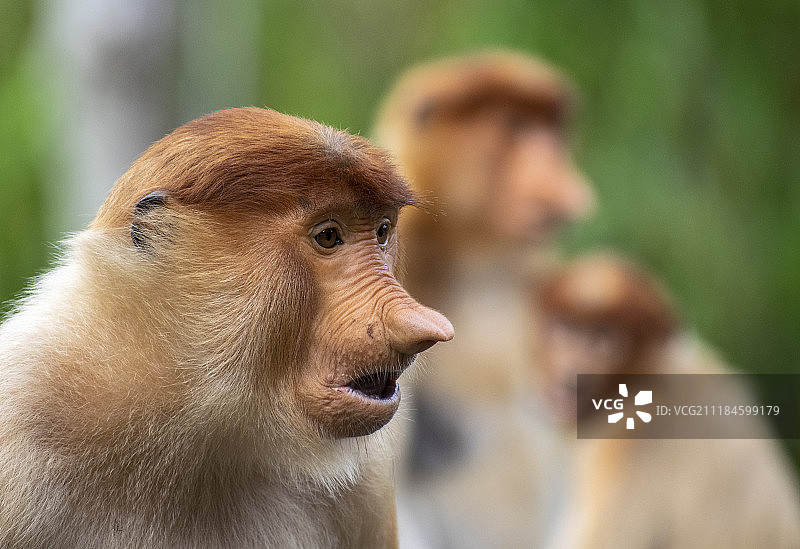 长鼻猴图片素材