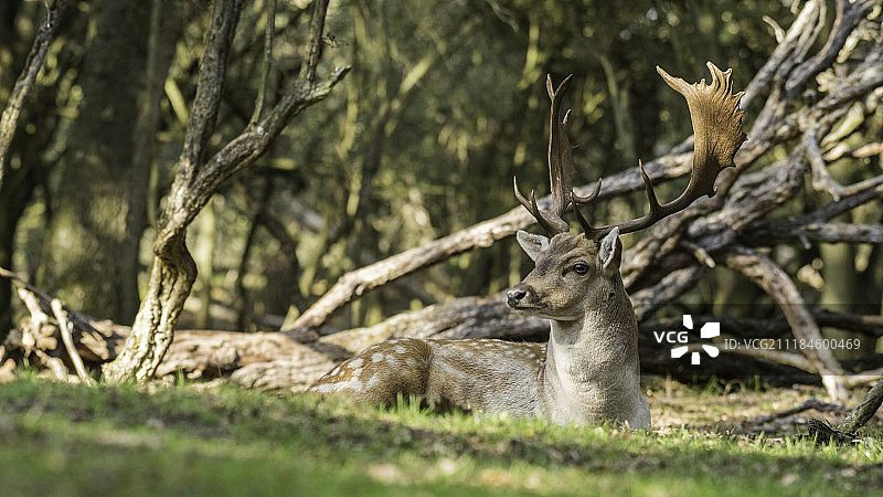 公园里美丽的雄鹿图片素材