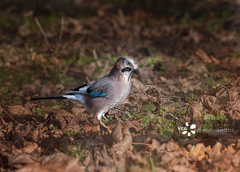 穿越田野图片素材