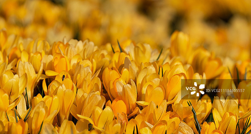 盛开的番红花图片素材