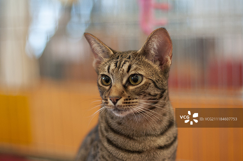 奥西猫图片素材