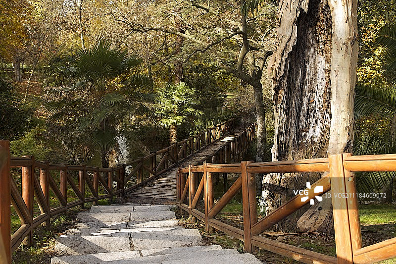 森林中的人行天桥和台阶图片素材