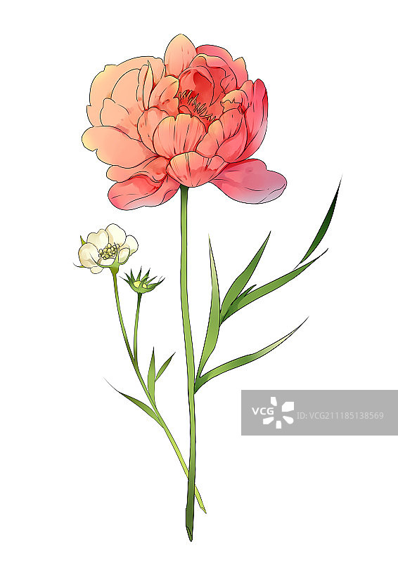 红花素材图片素材