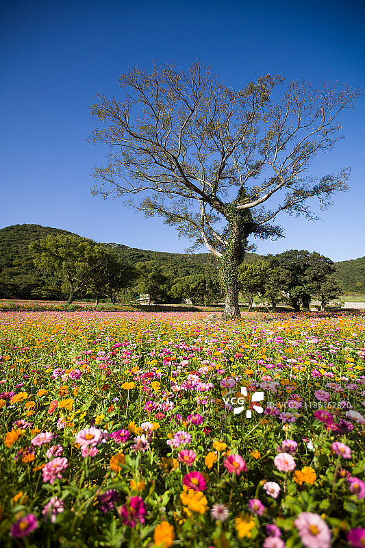 花海图片素材