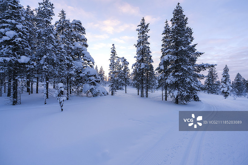 芬兰雪地中的云杉图片素材