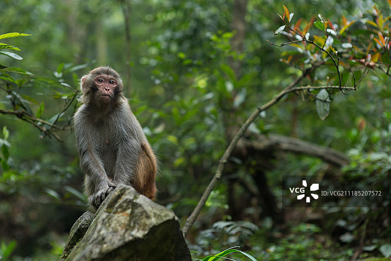 森林里可爱的猴子图片素材