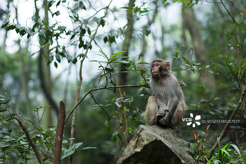 森林里可爱的猴子图片素材