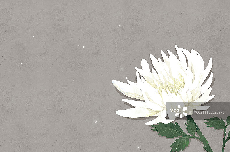 菊花，葬礼图片素材