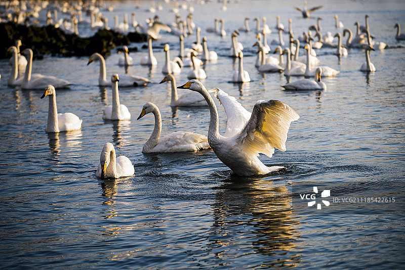 山东省荣城市烟墩角大天鹅图片素材