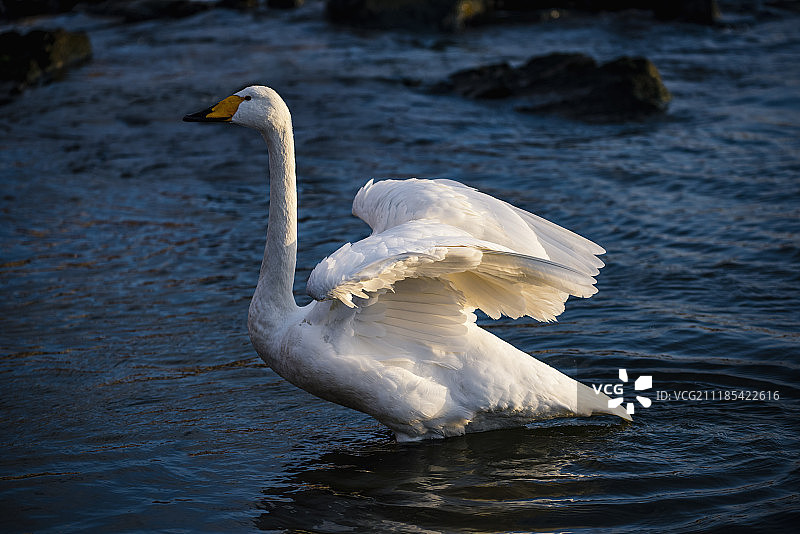 山东省荣城市烟墩角大天鹅图片素材