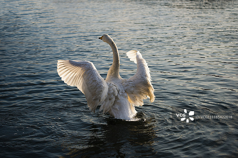 山东省荣城市烟墩角大天鹅图片素材