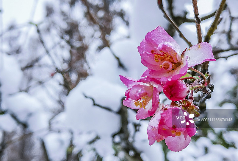 杭州河坊街雪后风光图片素材