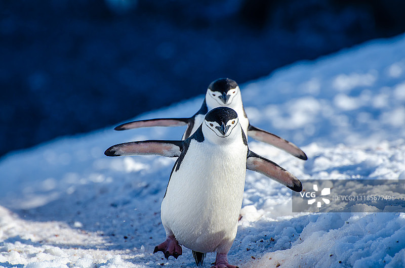 帽带企鹅图片素材