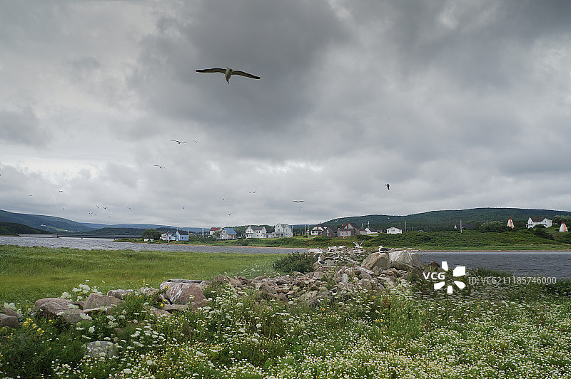 海鸥飞翔图片素材
