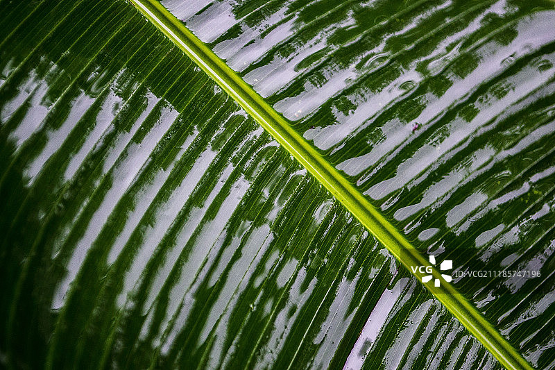 雨林中湿叶子的特写图片素材