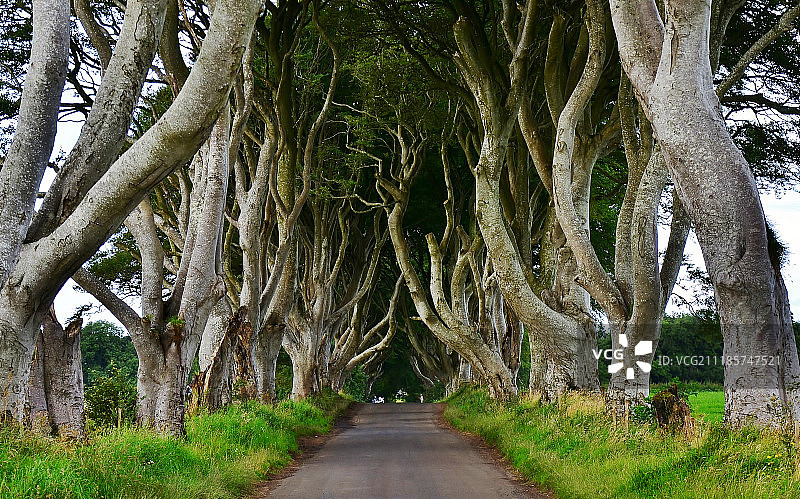 黑暗树篱图片素材