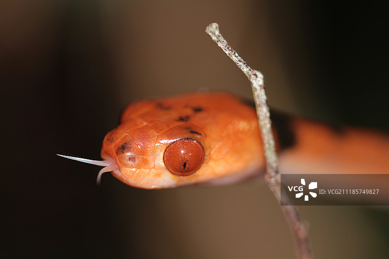 小珠眼图片素材