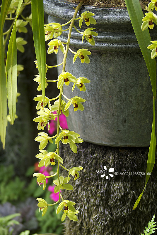 盆栽花园图片素材