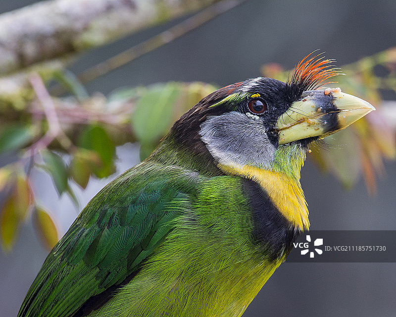 红簇花彩雀图片素材