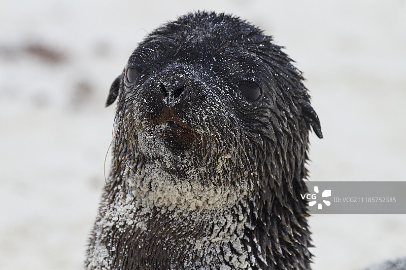 西班牙岛沙海狮幼崽图片素材
