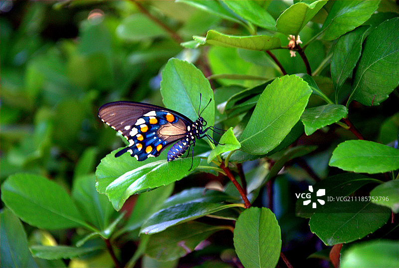 蝴蝶栖息在植物绿叶上图片素材