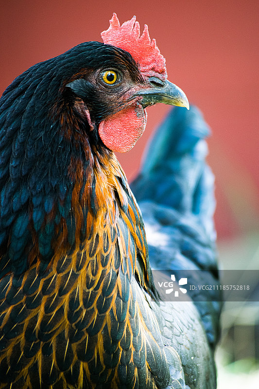雄鸡报晓图片素材