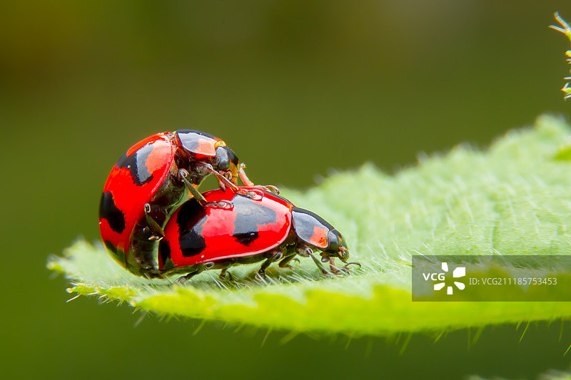 瓢虫在叶子上交配图片素材