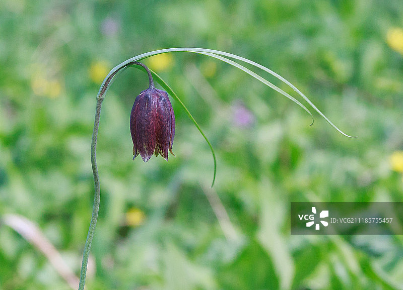 紫色蛇头花特写图片素材
