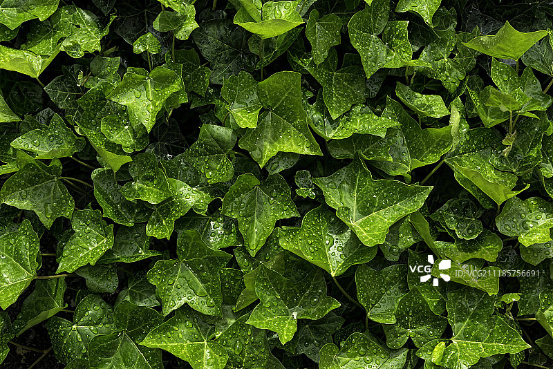 春季常春藤图片素材