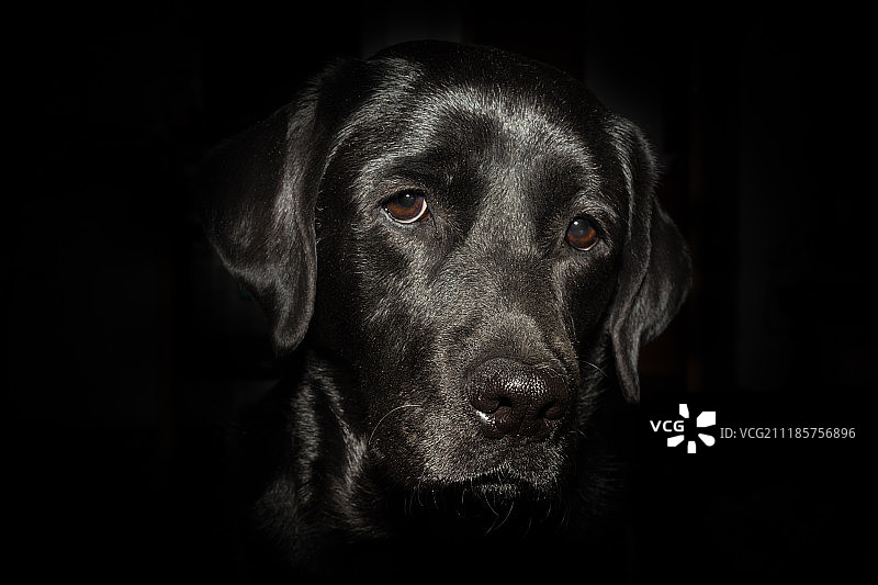 黑色拉布拉多寻回犬的头部图片素材