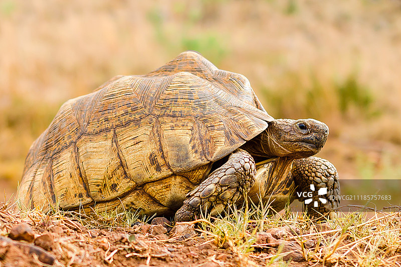 南非海龟图片素材