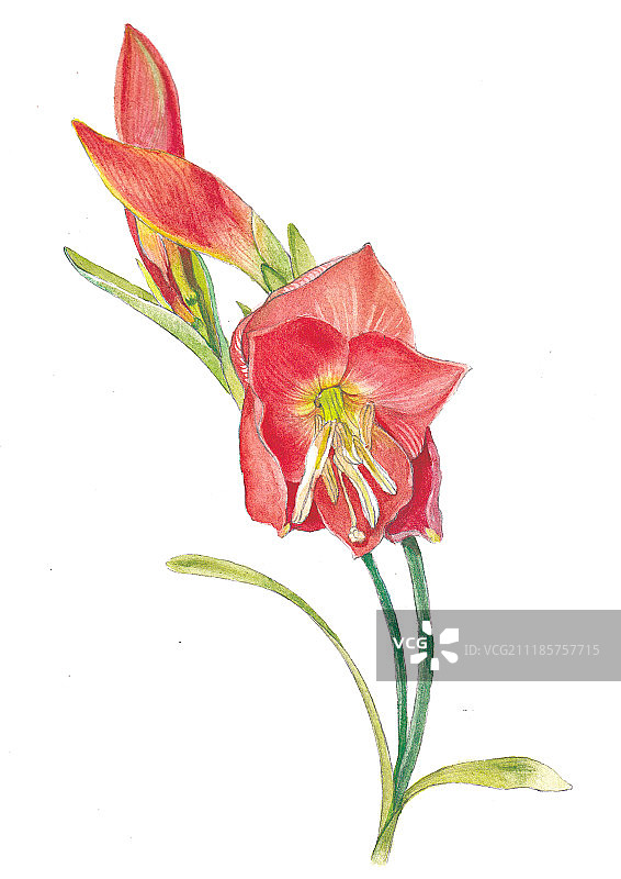 水彩花卉插画美人蕉图片素材