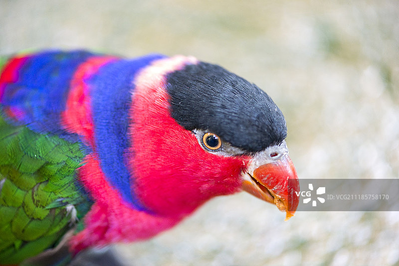 三色鹦鹉图片素材