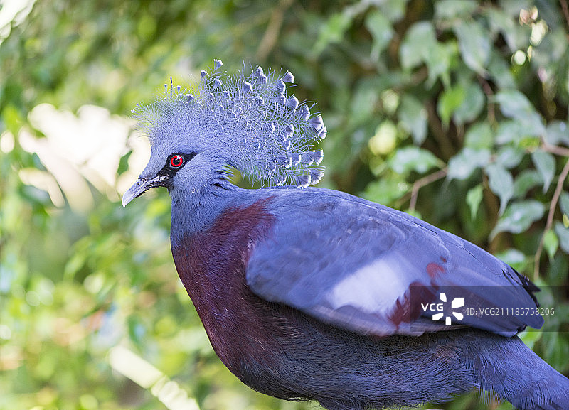 南部凤冠雉鸟类图图片素材