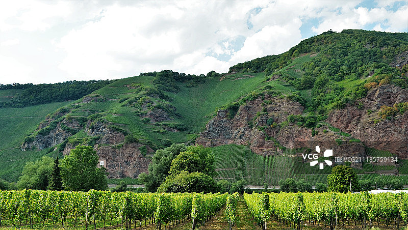 葡萄酒特辑图片素材