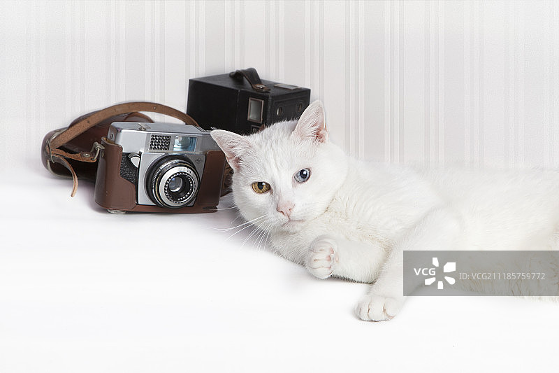 猫咪模特图片素材