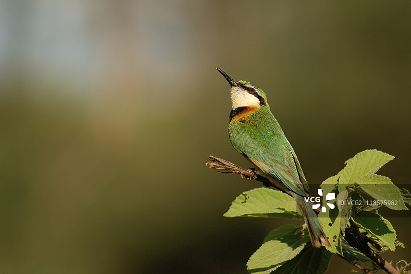 绿蜂虎特写图片素材