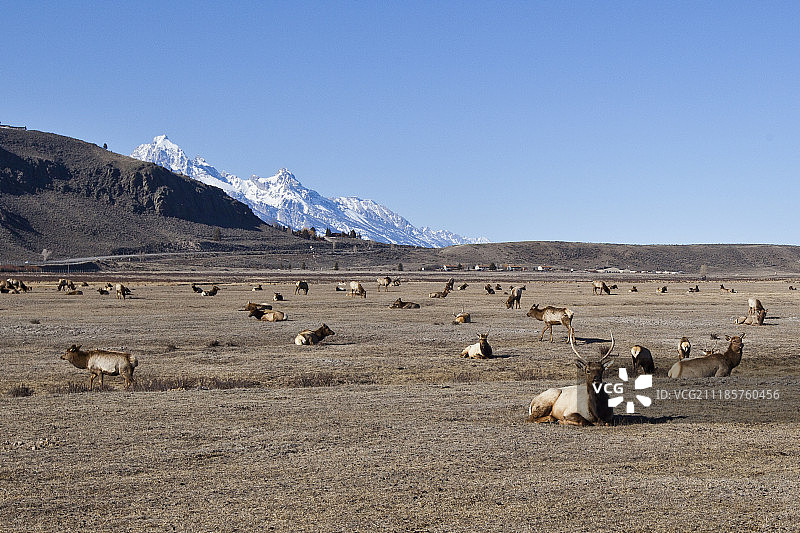 山地景观上的麋鹿群图片素材