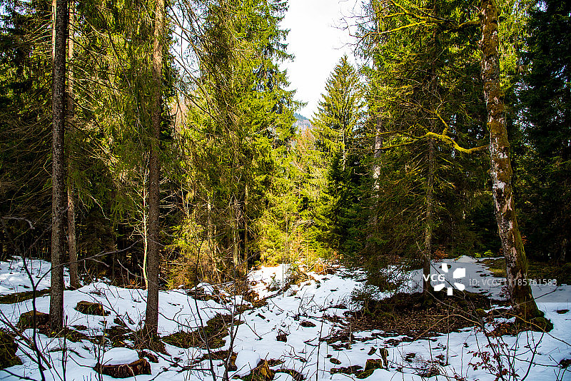 阿尔卑斯山的冬季森林图片素材