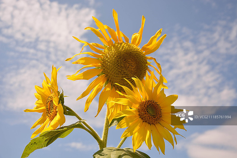 向日葵特写图片素材