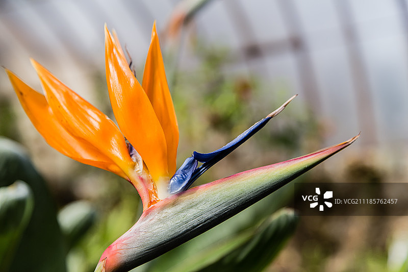 天堂鸟图片素材