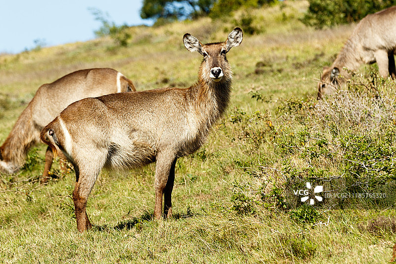 非洲大羚羊图片素材