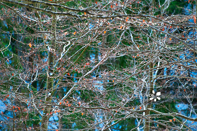 魔幻森林图片素材