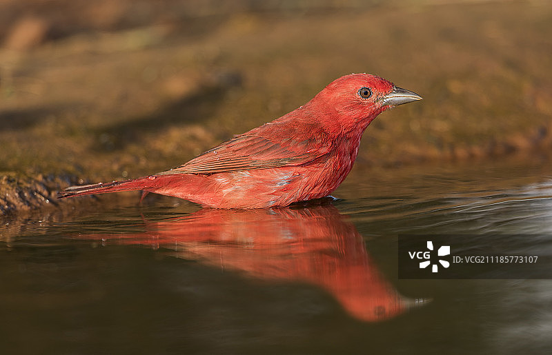 夏季红雀图片素材
