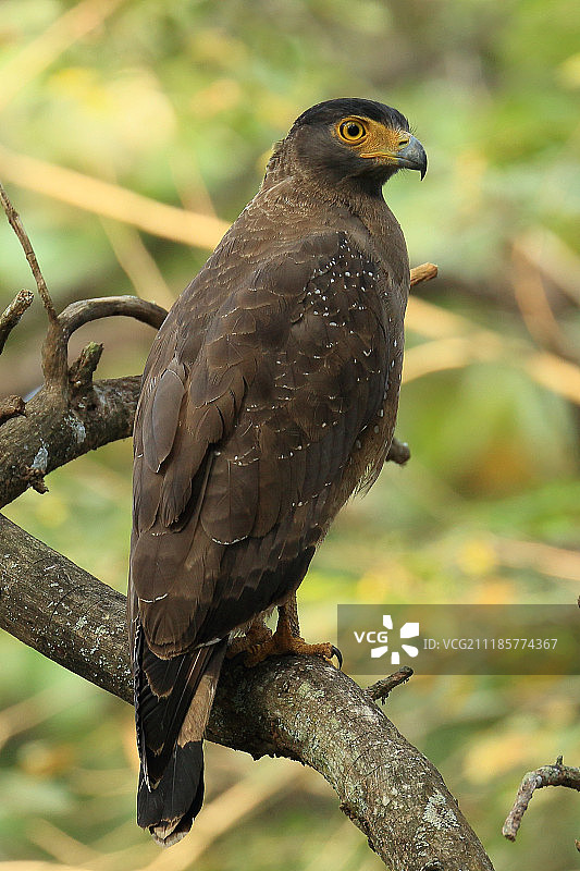 蛇雕栖息在树枝上的特写图片素材