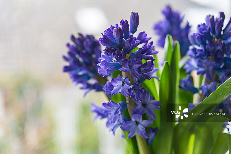 花瓶中盛开的百合风信子图片素材