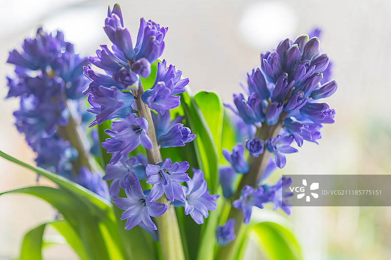 花瓶中盛开的百合风信子图片素材