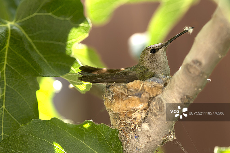 蜂鸟与巢图片素材
