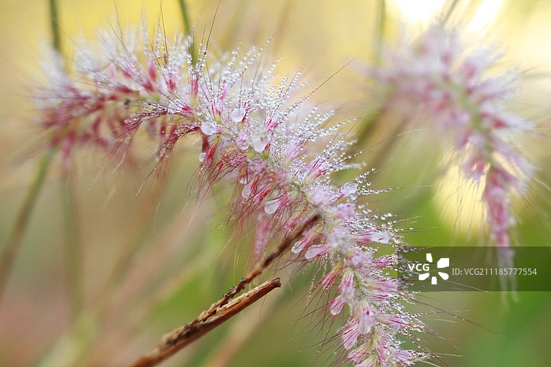 带冰晶的花草特写图片素材