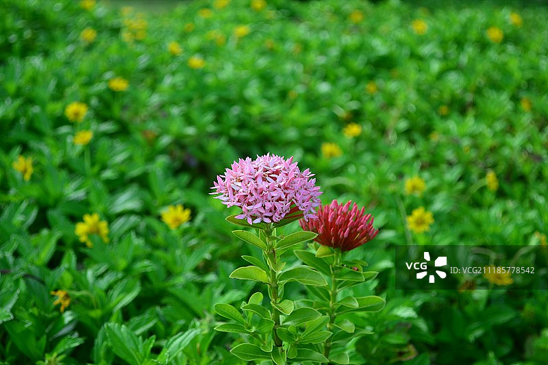 草地上的花朵特写图片素材